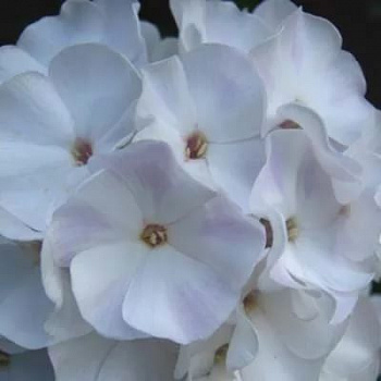 Флокс метельчатый Балет Флокс метельчатый Балет