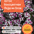 Астра бокоцветная Леди ин Блэк