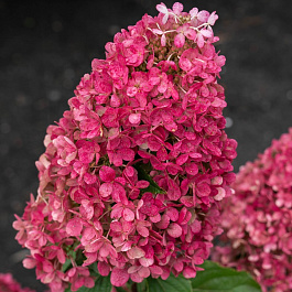 Гортензия метельчатая Raspberry Pink