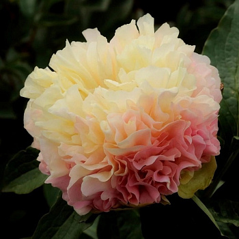 Пион травянистый Луис Чойс