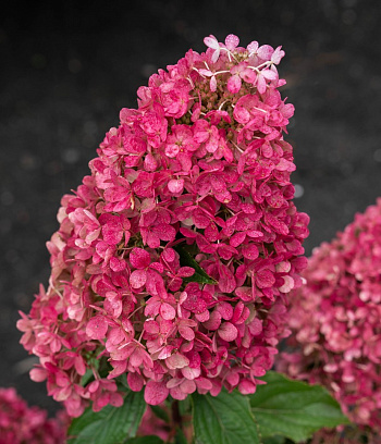 Гортензия метельчатая Raspberry Pink