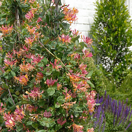 Жимолость Гекрота Американ Бьюти