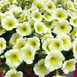 Петуния (сурфиния) Easy Wave Yellow