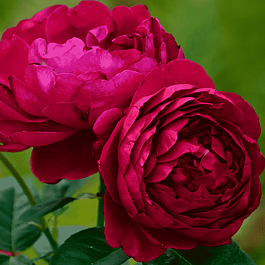 Роза чайно-гибридная Ascot