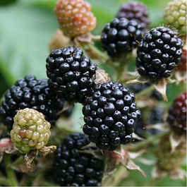 Ежевика Люкс Вон Ежевика Люкс Вон