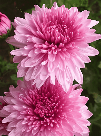 Хризантема корейская Окишор