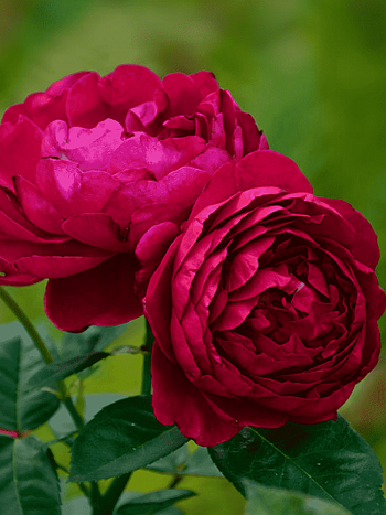 Роза чайно-гибридная Ascot