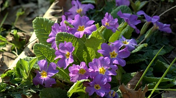 Примула (Первоцвет) бесстебельная Wanda Lilac
