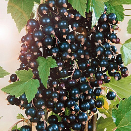 Смородина черная Фортуна Смородина черная Фортуна