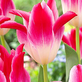 Тюльпан лилиецветный Уисперинг Дрим