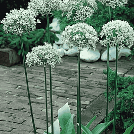 Лук декоративный Nigrum