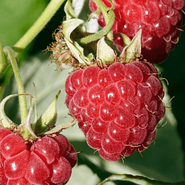 Малина обыкновенная Sweet Sunshine