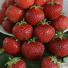 Земляника садовая сладкоежка