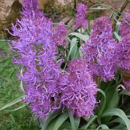 Мускари Plumosum