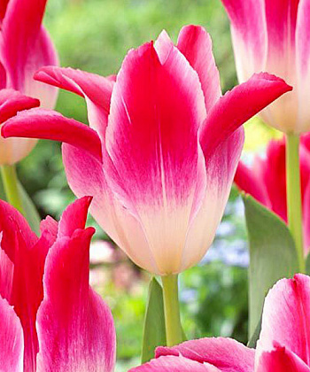 Тюльпан лилиецветный Уисперинг Дрим