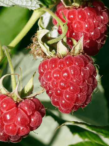 Малина обыкновенная Sweet Sunshine