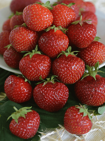 Земляника садовая сладкоежка