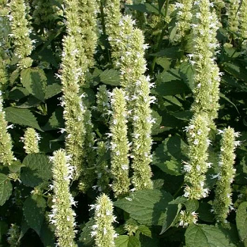 Лофант (Агастахе) анисовый Снежок
