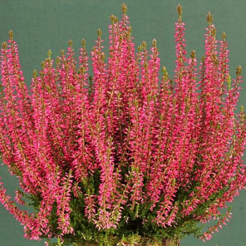 Вереск обыкновенный Энджи