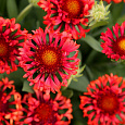 Гайлардия гибридная Френзи