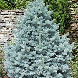 Ель колючая Глаука Мэджестик Блю