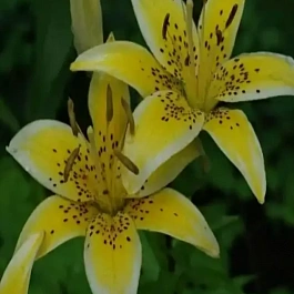 Лилия Yellow Electric