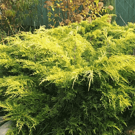 Можжевельник средний Gold Kissen