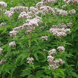 Посконник коноплянолистный Plenum