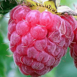 Малина обыкновенная Бальзам