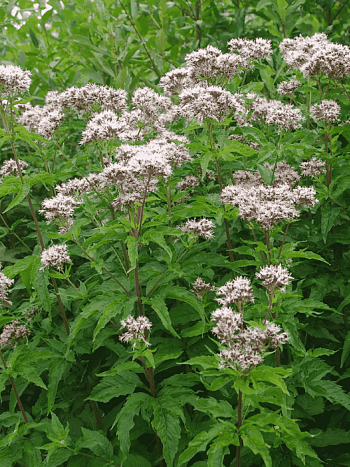 Посконник коноплянолистный Plenum