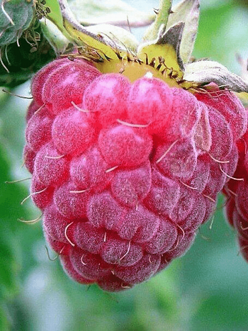 Малина обыкновенная Бальзам