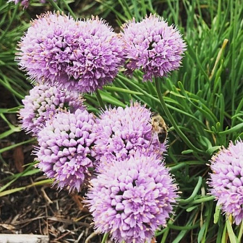 Лук декоративный Саммер Бьюти Лук декоративный Саммер Бьюти