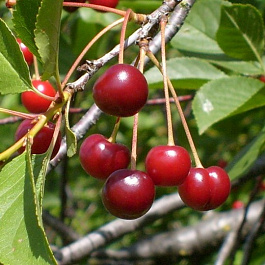Вишня обыкновенная Превосходная Веньяминова (Дюк)