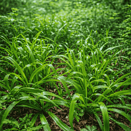 Ожика лесная Starmaker