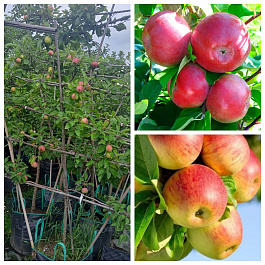 Яблоня пальметта на шпалере 5 лет+ Лобо-Скала Яблоня пальметта на шпалере 5 лет+ Лобо-Скала