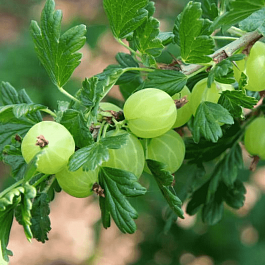 Крыжовник обыкновенный Hinnomakey green