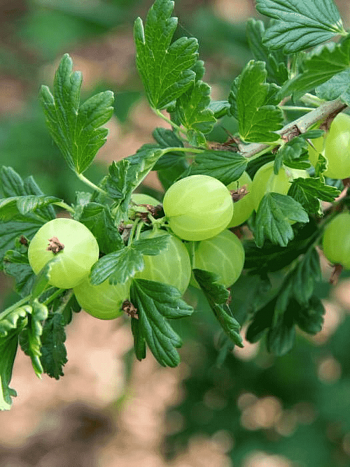 Крыжовник обыкновенный Hinnomakey green