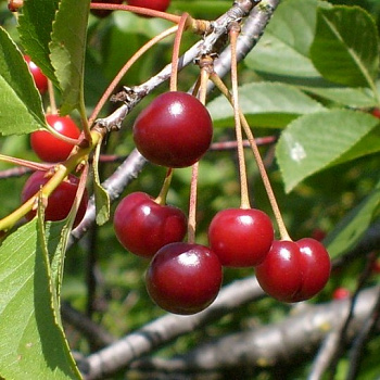 Вишня обыкновенная Превосходная Веньяминова (Дюк)