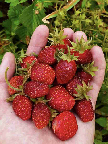 Земклуника Диана