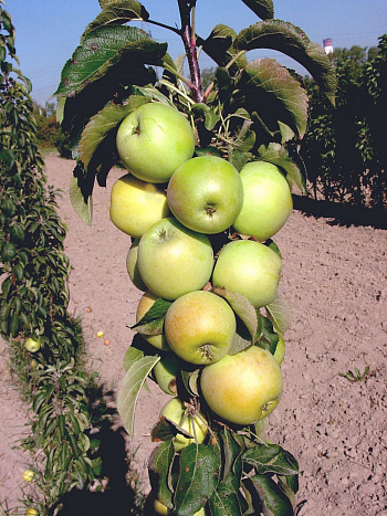 Яблоня колоновидная Малюха