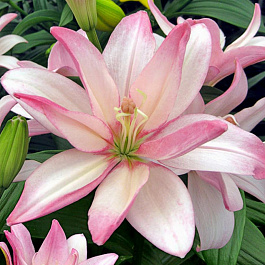 Лилия азиатская махровая Бентли НАБОР 2ШТ (2+2)