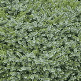 Ель сербская Pimoko