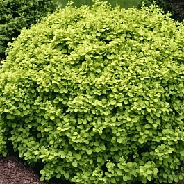 Барбарис Тунберга Golden Devine