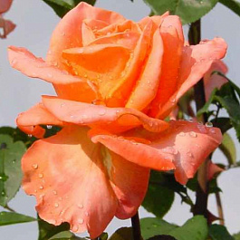 Роза чайно-гибридная Амбассадор