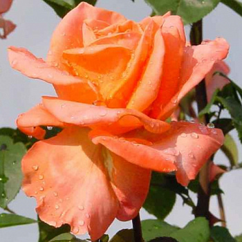 Роза чайно-гибридная Амбассадор