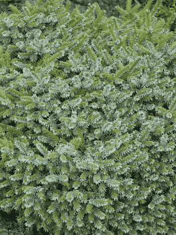 Ель сербская Pimoko