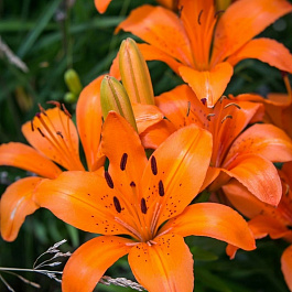 Лилия азиатская Ориндж Саммер