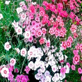 Гвоздика травянка mix