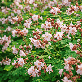 Герань крупнокорневищная Ingwersens Var