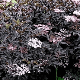 Бузина черная